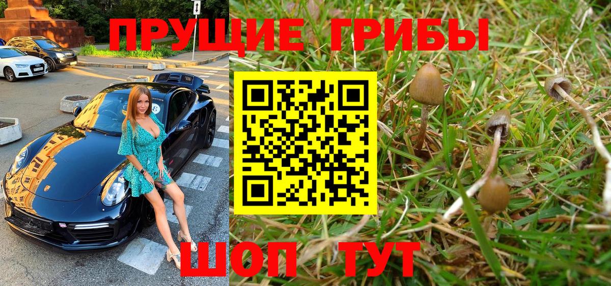 Галлюциногенные грибы GOLDEN TEACHER Луга